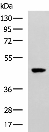 Western blot analysis of TM4 cell lysate  using SNIP1 Polyclonal Antibody at dilution of 1:1000