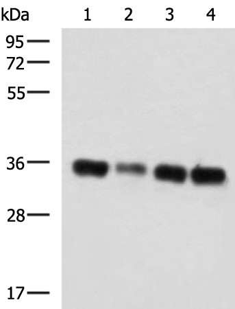 Western blot analysis of 293T cell lysates  using GRHPR Polyclonal Antibody at dilution of 1:750