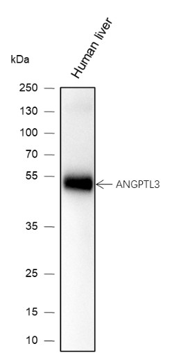 Recombinant ANGPTL3 Monoclonal Antibody-searchlist-1