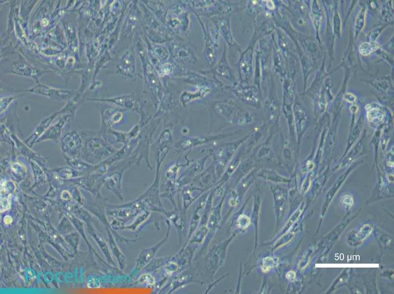 Chicken Follicular Basement Membrane CellsChicken Follicular Basement Membrane Cells - 6