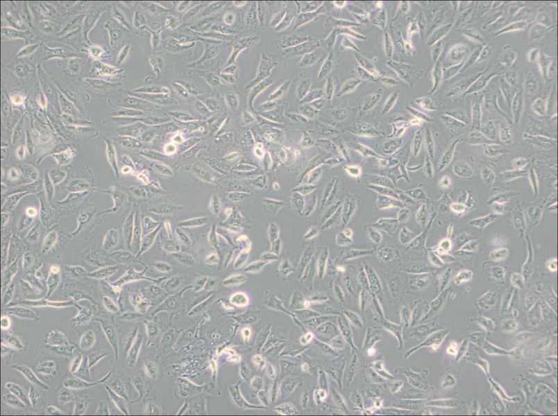 Caki-2 Cell Complete Medium - small - 2