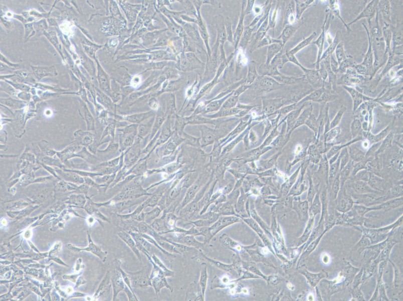 SK-LMS-1 Cell Complete MediumSK-LMS-1 Cell Complete Medium - 2