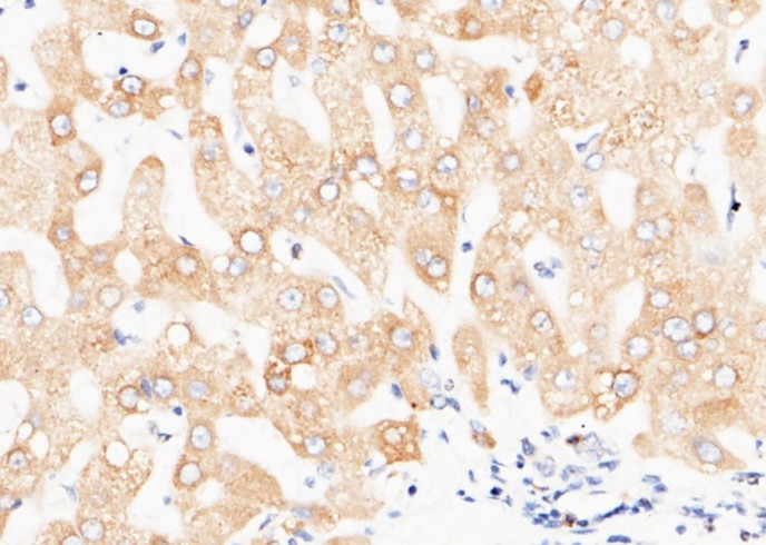 P4HB/ERBA2L Monoclonal Antibody - small - 2