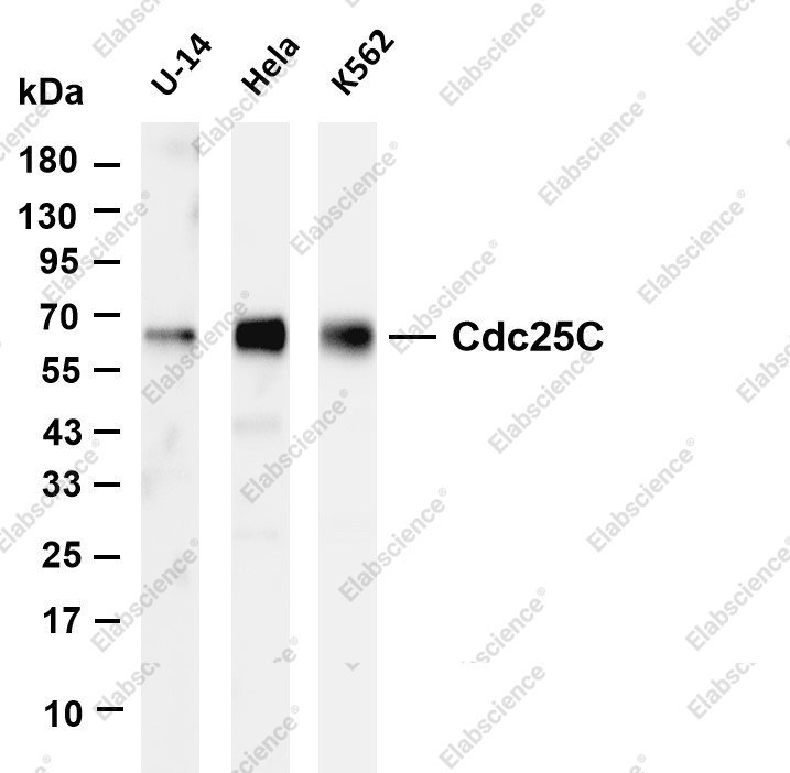 Recombinant Cdc25C Monoclonal Antibody - 1