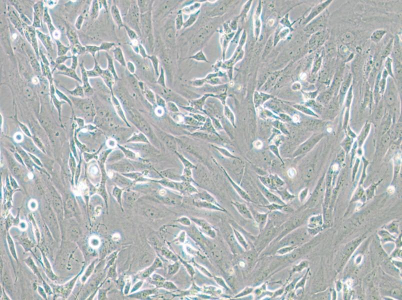 SK-N-SH Cell Complete Medium - small - 4