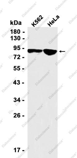 Recombinant TRAF6BP Monoclonal Antibody - 1