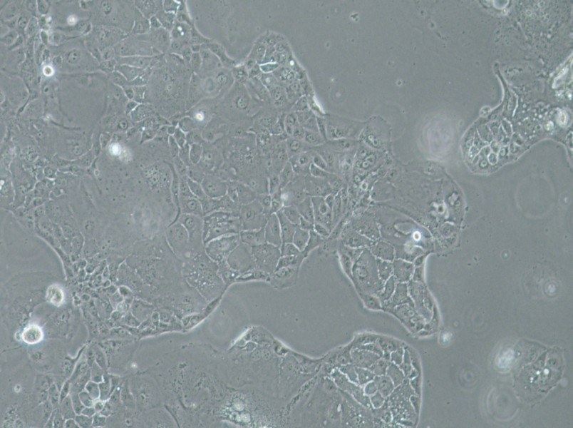 SU.86.86 Cell Complete MediumSU.86.86 Cell Complete Medium - 3