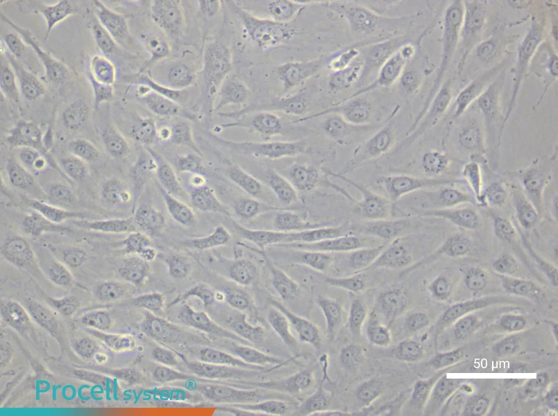 Human Renal Microvascular Endothelial Cell Complete MediumHuman Renal Microvascular Endothelial Cell Complete Medium - 6