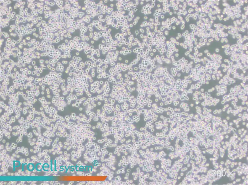 MH-S Cell Complete Medium - small - 5