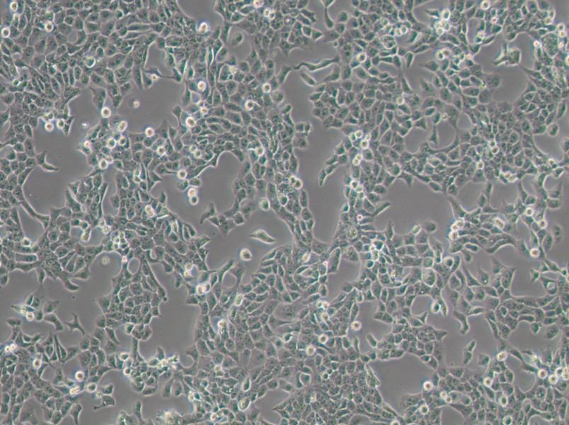CAL 27 Cell Complete Medium - 3