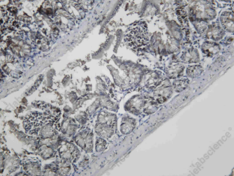 Recombinant UBF-1 Monoclonal Antibody - 1