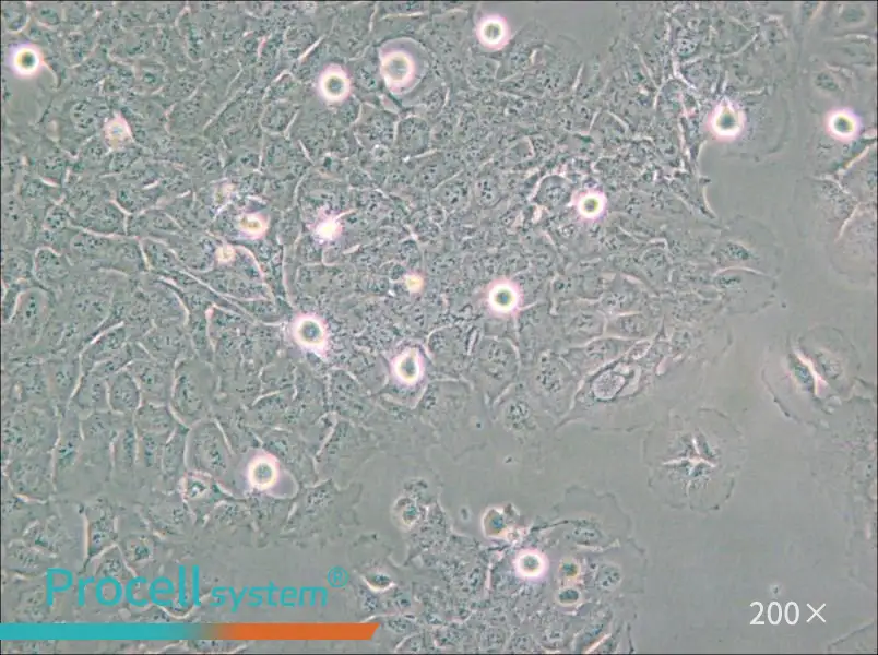 HMC3 Cell Complete Medium - small - 6