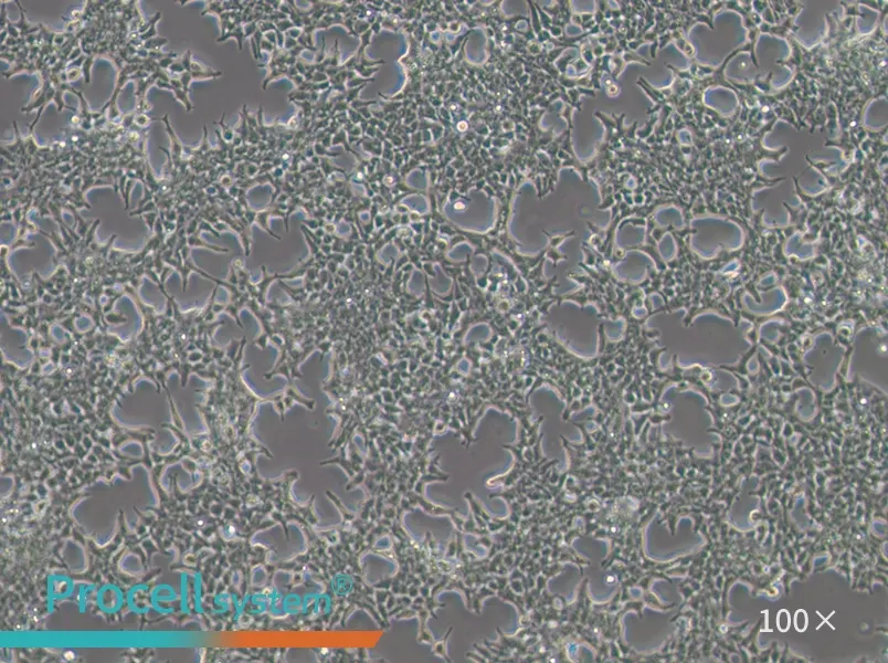 293T [HEK-293T] Cell Complete Medium - 1