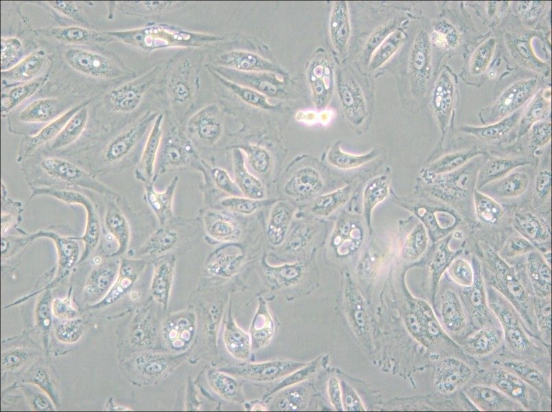 Caki-1 Cell Complete Medium - small - 6