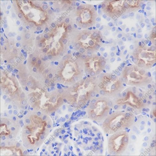 Recombinant CD13 Monoclonal Antibody - 5