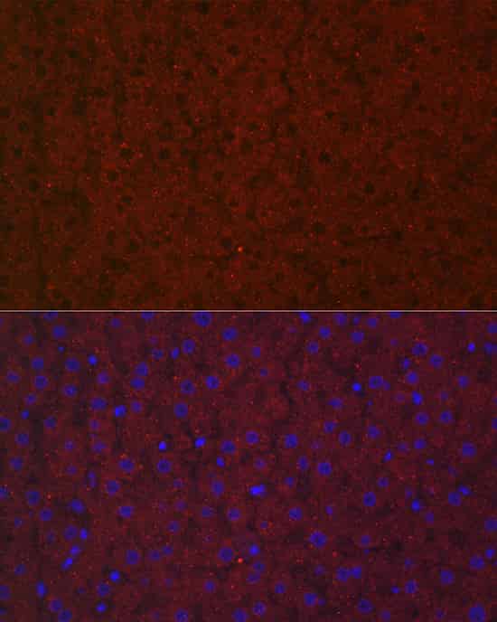 Immunofluorescence analysis of rat liver cells using LRG1 Polyclonal Antibody at dilution of 1:100 (40x lens). Blue: DAPI for nuclear staining.