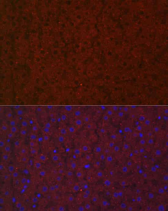 Immunofluorescence analysis of rat liver cells using LRG1 Polyclonal Antibody at dilution of 1:100 (40x lens). Blue: DAPI for nuclear staining.