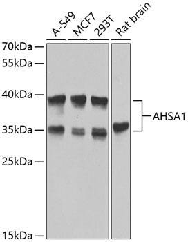 Western blot analysis of extracts of various cell lines using AHSA1 Polyclonal Antibody at dilution of 1:1000.