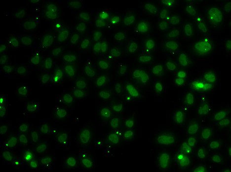 Immunofluorescence analysis of A549 cells using NSL1 Polyclonal Antibody