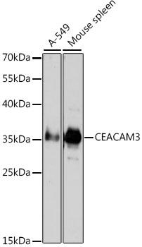 Western blot analysis of extracts of various cell lines using CEACAM3 Polyclonal Antibody at dilution of 1:1000.