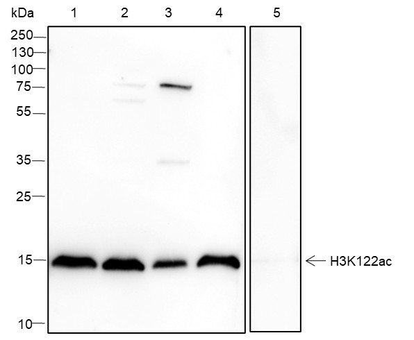 Recombinant Histone H3 (Acetyl Lys122) Monoclonal Antibody-searchlist-1