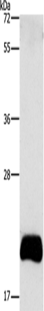 Western Blot analysis of PC3 cell using APOBEC3C Polyclonal Antibody at dilution of 1:420