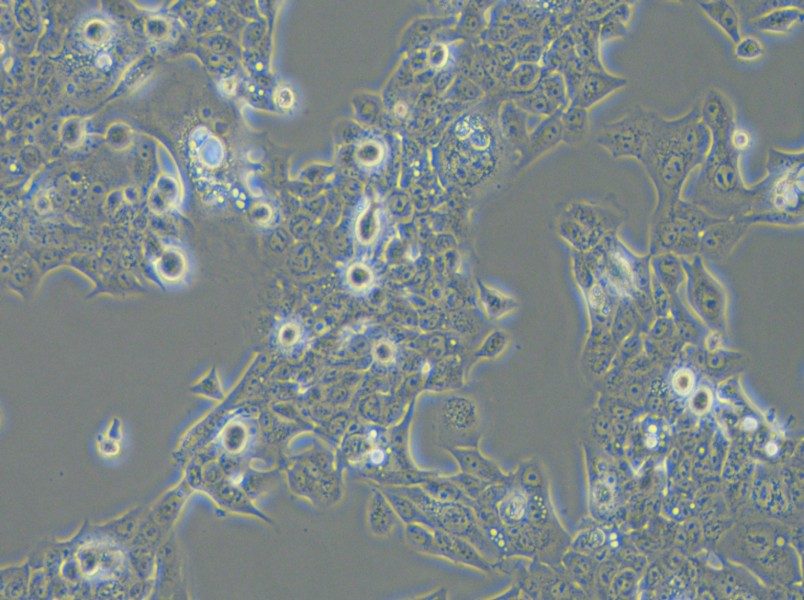 NCI-H441 Cell Complete MediumNCI-H441 Cell Complete Medium - 3