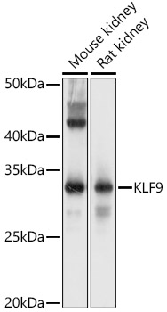 Western blot analysis of extracts of various cell lines using KLF9 Polyclonal Antibody at 1:1000 dilution.