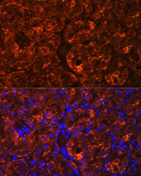 Immunofluorescence analysis of Rat kidney using MIOX Polyclonal Antibody at dilution of 1:100. Blue: DAPI for nuclear staining.