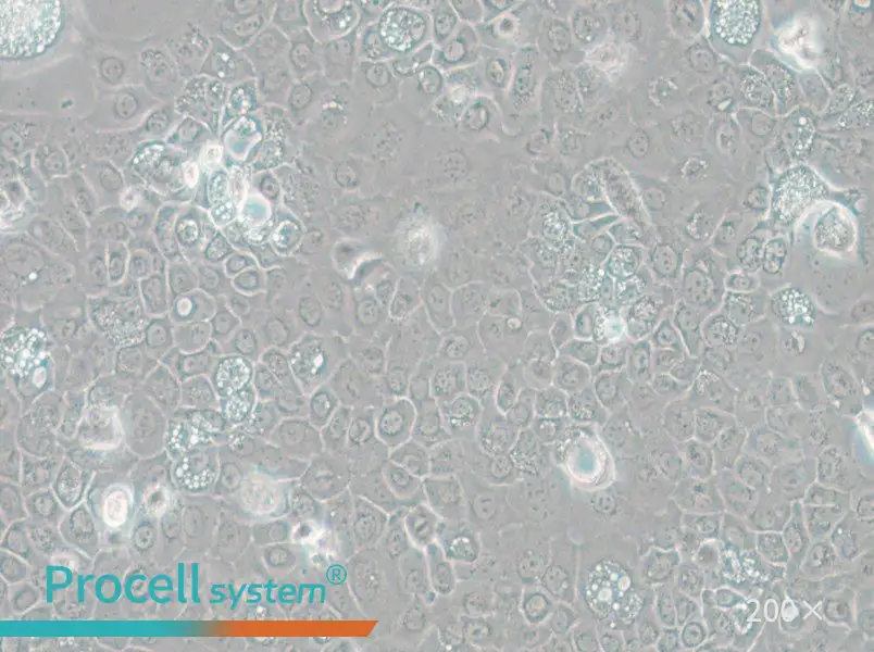 SCC-25 [SCC 25; SCC25] Cell Complete Medium - small - 5
