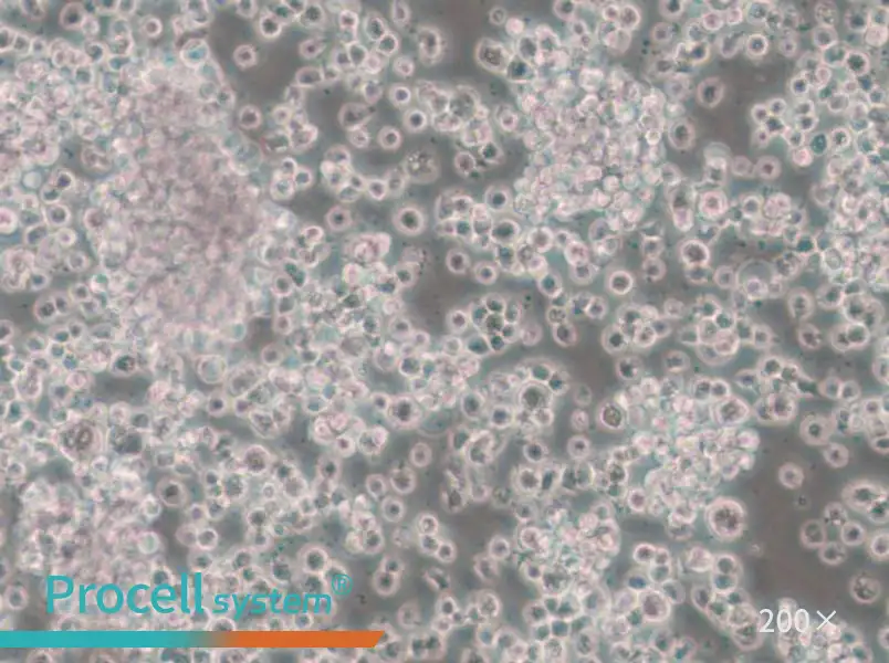 CTLL-2 Cell Complete Medium - small - 6