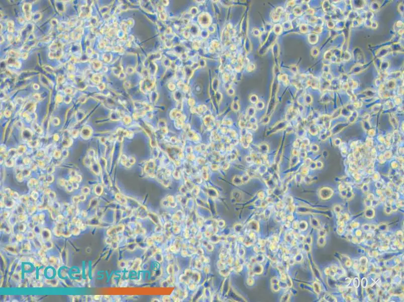 LA795 Cell Complete Medium - small - 4