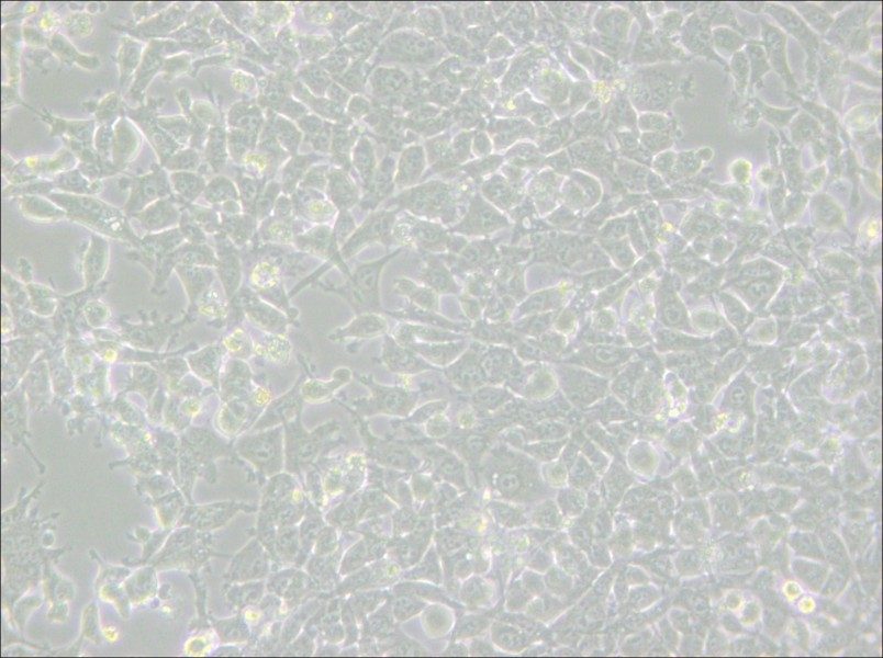 MSTO-211H Cell Complete Medium - 4