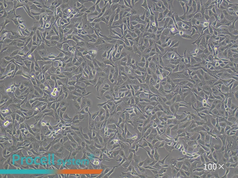 MDBK [NBL-1] Cell Complete MediumMDBK [NBL-1] Cell Complete Medium - 3