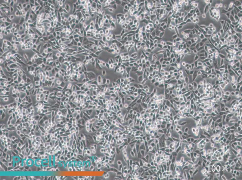 4T1 Cell Complete Medium - 2