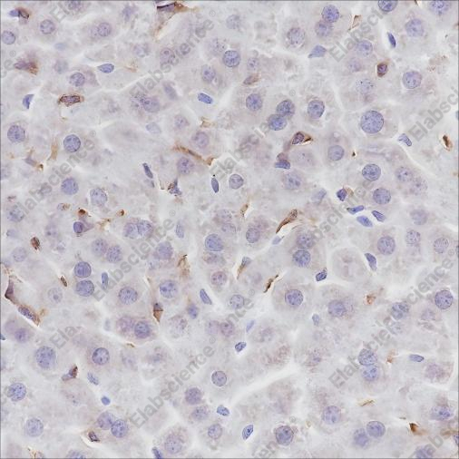 Recombinant F4/80 Monoclonal Antibody - 1