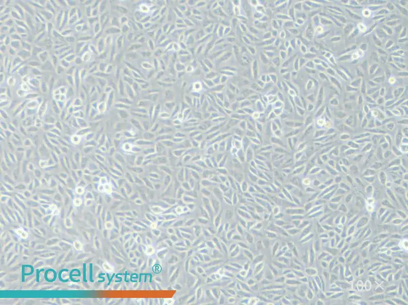 TPC-1 Cell Complete Medium - 3