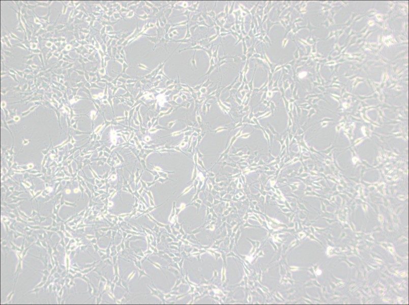 RG2[D74] Cell Complete MediumRG2[D74] Cell Complete Medium - 3