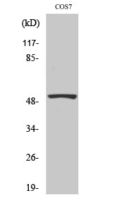 Western Blot analysis of COS7 cells using p53 Polyclonal Antibody at dilution of 1:2000.