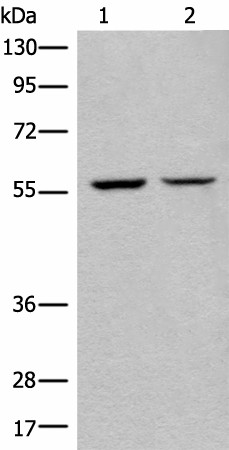 Western blot analysis of IH/3T3 and HEPG2 cell lysates  using ATL3 Polyclonal Antibody at dilution of 1:400