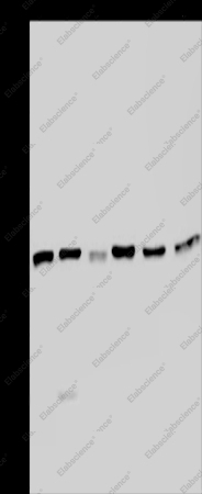 KARS Polyclonal Antibody - 1