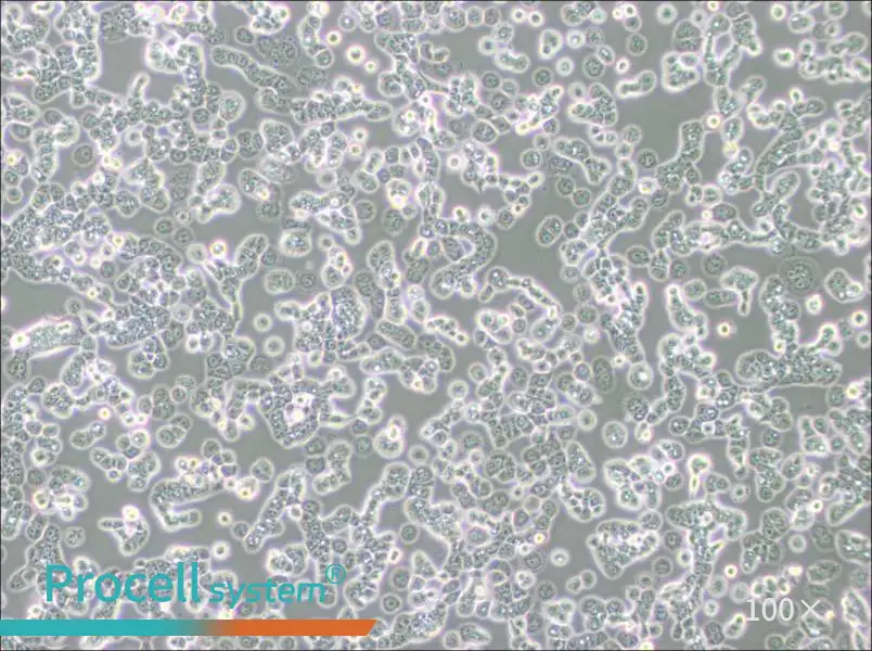 NCI-H2087 [H2087] Cell Complete Medium - 3