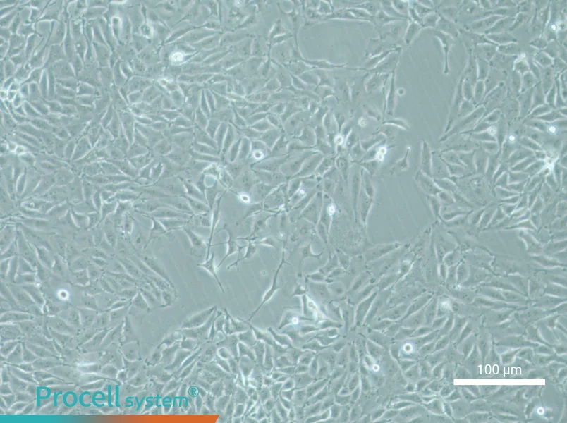 IPEC-J2 Cell Complete Medium - 3
