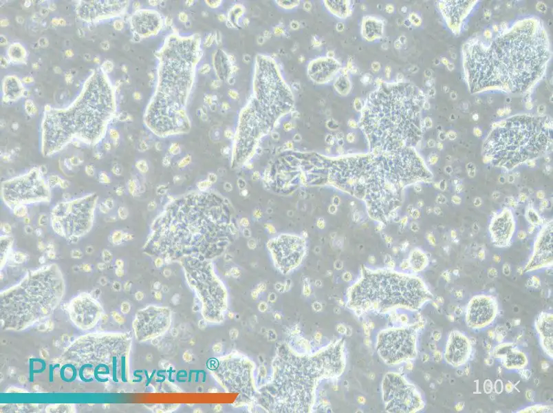 LC-2/ad Cell Complete Medium - 3