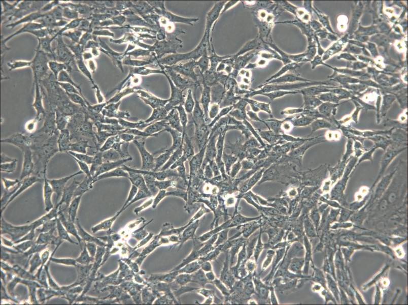 C6 Cell Complete Medium - small - 4
