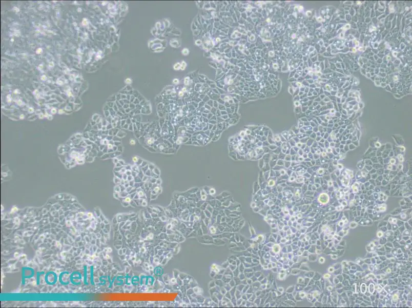 CX-1 Cell Complete MediumCX-1 Cell Complete Medium - 3
