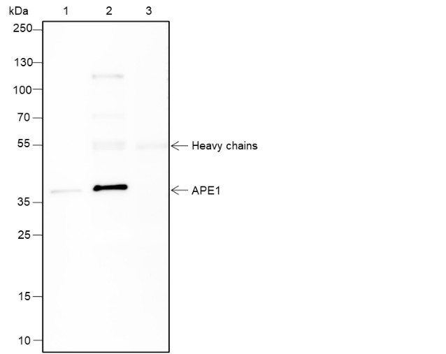 Recombinant APE1 Monoclonal Antibody - small - 5