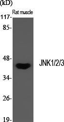 Recombinant JNK1/2/3 Monoclonal Antibody - 3