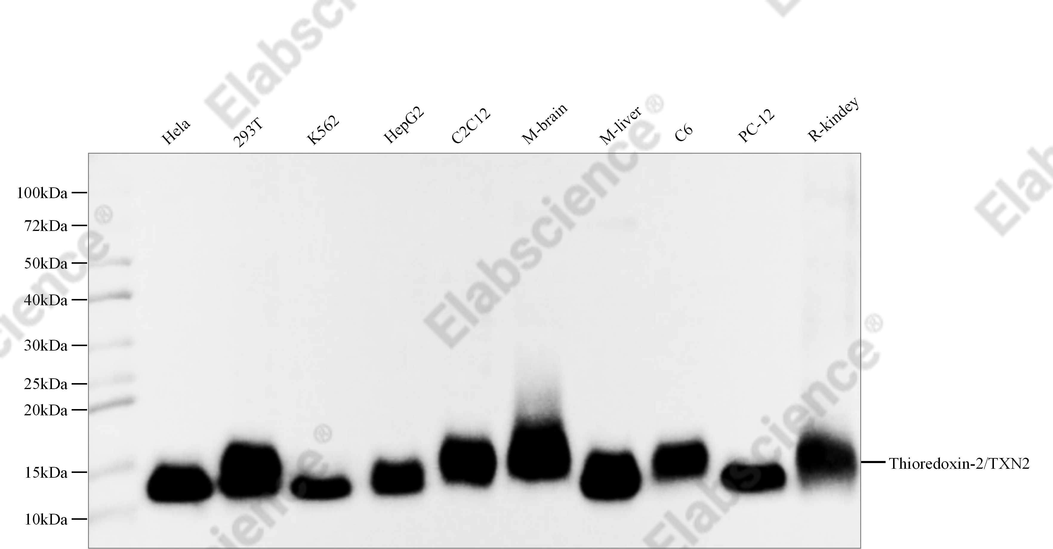 Recombinant Thioredoxin-2/TXN2 Monoclonal Antibody - 4