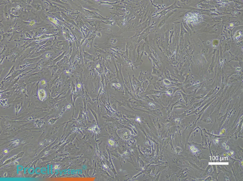 Mouse Mammary Fibroblast Complete Medium - 3